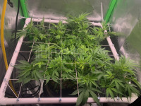 R9: Sour Diesel