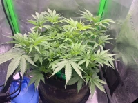 R9: Sour Diesel