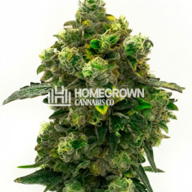 https://back.homegrowndiary.com/images/280x280/Strain/61d105aab88712aaa77e9a31890c4acc4764561a_green_crack_feminized_zoom.jpg