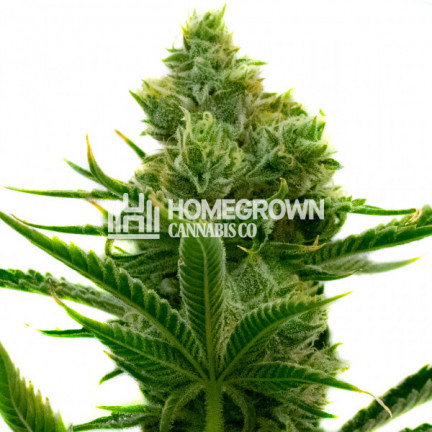 Super Skunky Jack Feminized Cannabis Seeds Strain Profile | Homegrown