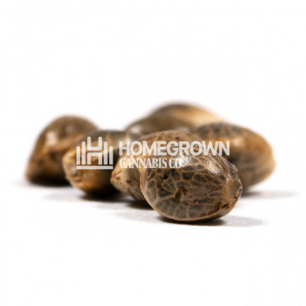 Northern Lights #10 Feminized Cannabis Seeds Strain Profile | Homegrown ...