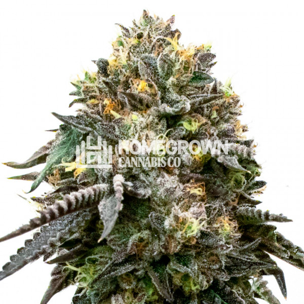 Blackberry Autoflower Cannabis Seeds Strain info Homegrown Diaries