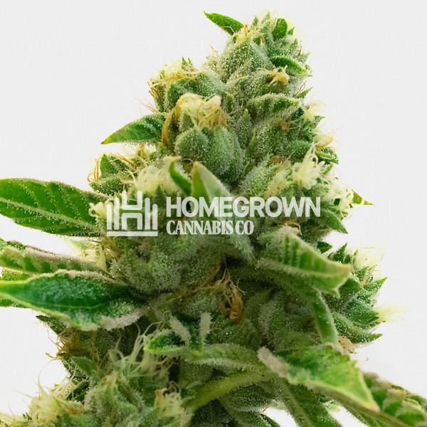 Animal Mints Feminized Cannabis Seeds Strain info Homegrown Diaries