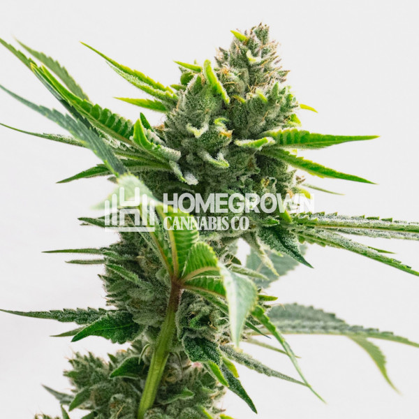 Garlic Breath Feminized Cannabis Seeds Strain info Homegrown Diaries