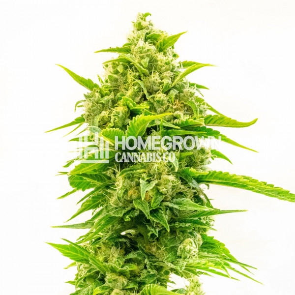 Super Skunky Jack Feminized Cannabis Seeds - Strain info | Homegrown