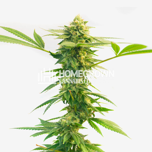 Mint Runtz Feminized Cannabis Seeds Strain info Homegrown Diaries