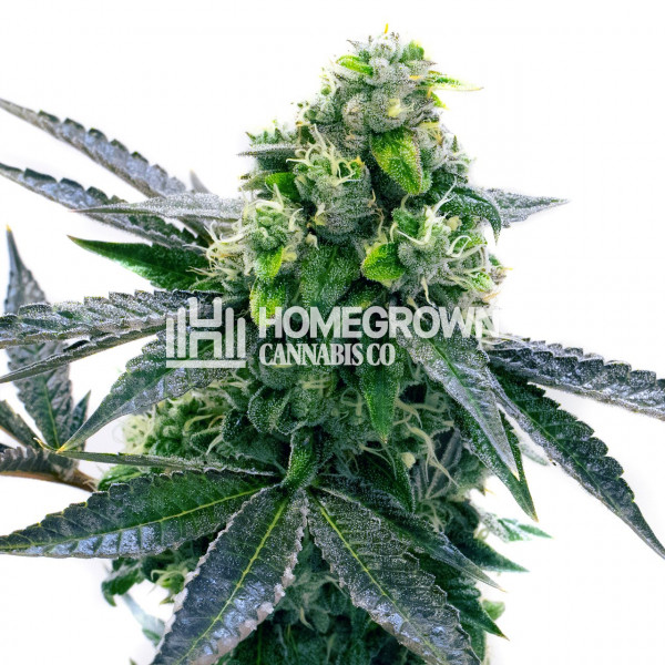 Blue Cheese Autoflower Cannabis Seeds Strain info Homegrown Diaries
