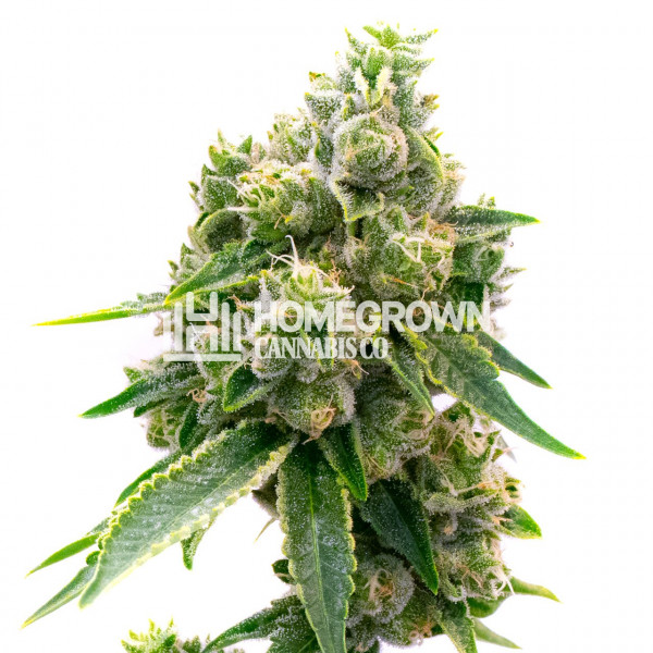Baked Apple Feminized Cannabis Seeds Strain info Homegrown Diaries