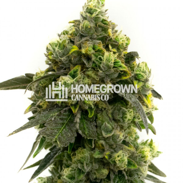 Alien Gorilla Glue Strain Feminized Cannabis Seeds - Rocket Seeds