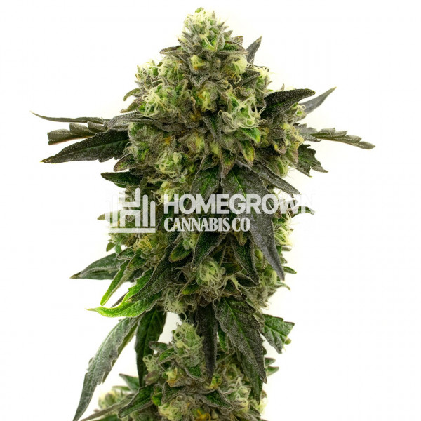 Big Blue Auto Cannabis Seeds Strain info Homegrown Diaries