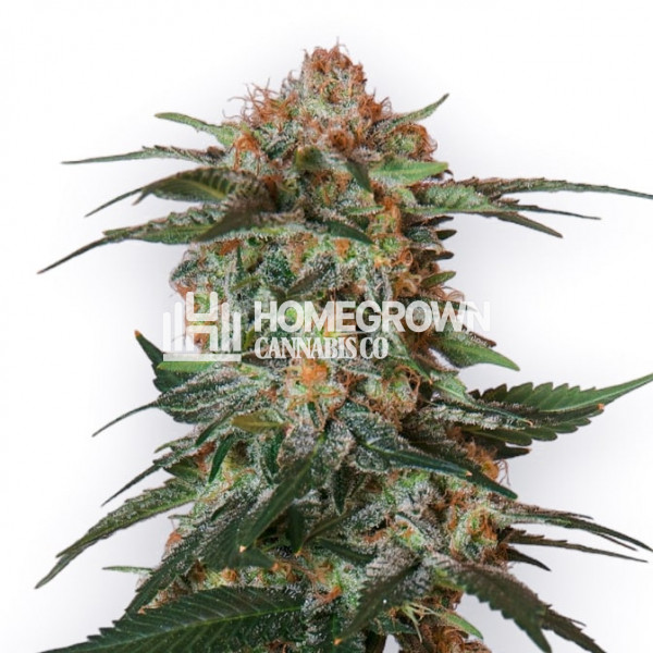 Cereal Milk Feminized Cannabis Seeds Strain info Homegrown Diaries