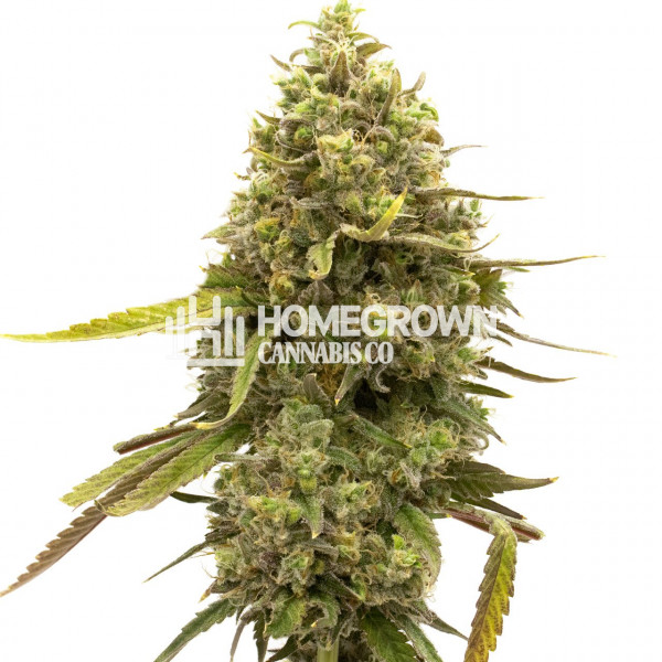 Kyle's Cherry AK Feminized Cannabis Seeds Strain info Homegrown Diaries