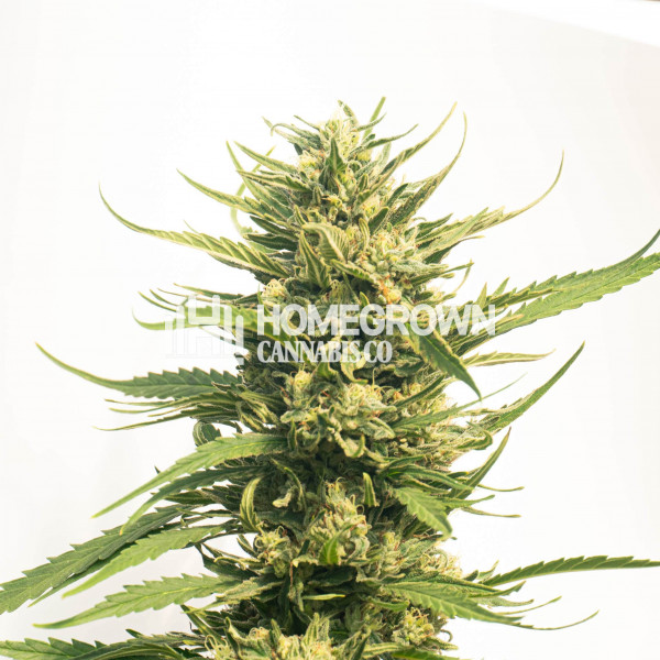 Big Bud Autoflower Cannabis Seeds Strain info Homegrown Diaries