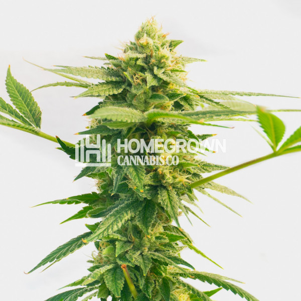 Mint Runtz Feminized Cannabis Seeds Strain info Homegrown Diaries