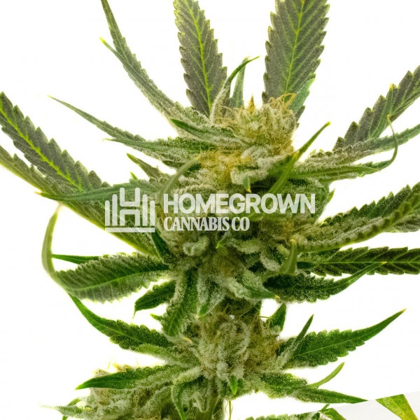 Yumbolt Autoflower Cannabis Seeds - Strain Info | Homegrown Diaries