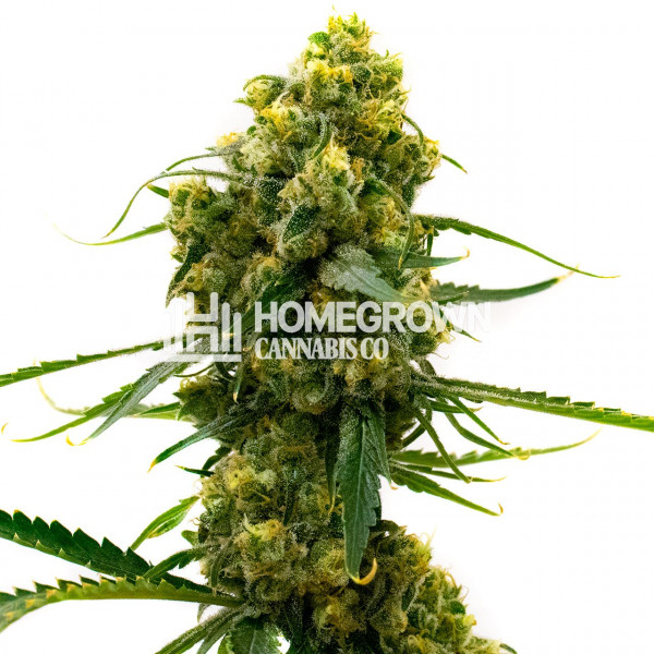 dwc plants Hydroponics 6/8/11 Plants Complete DWC Growing Kits System Grow Vegeta main image 1
