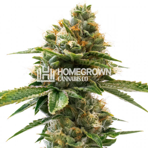Grapefruit Feminized Cannabis Seeds Strain info Homegrown Diaries