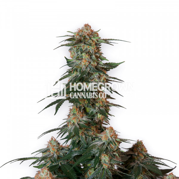 Cereal Milk Feminized Cannabis Seeds Strain info Homegrown Diaries