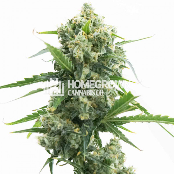 Banana Kush Autoflower Cannabis Seeds Strain info Homegrown Diaries