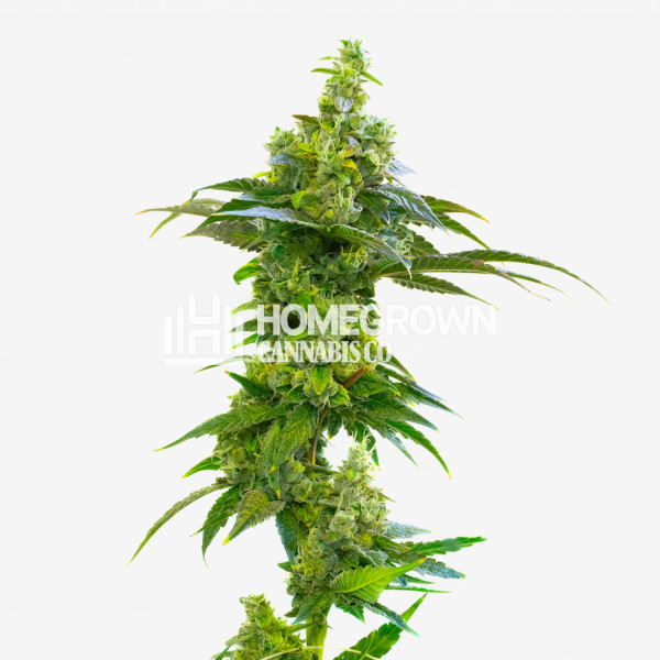 Peanut Butter Breath Feminized Cannabis Seeds Strain info Homegrown