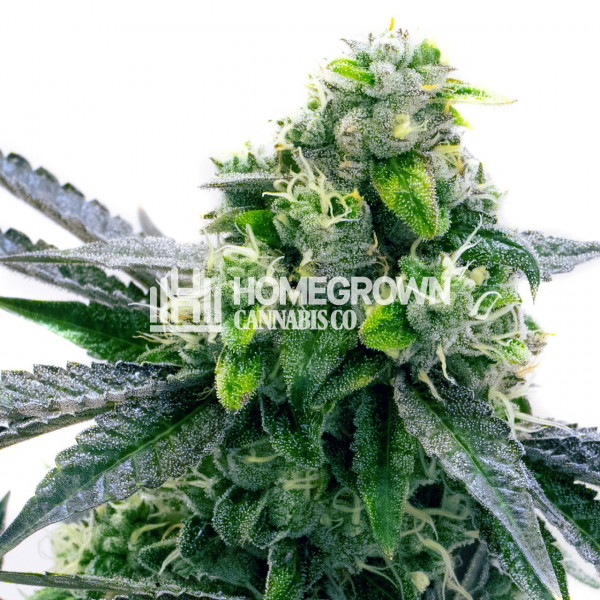 Blue Cheese Autoflower Cannabis Seeds Strain info Homegrown Diaries
