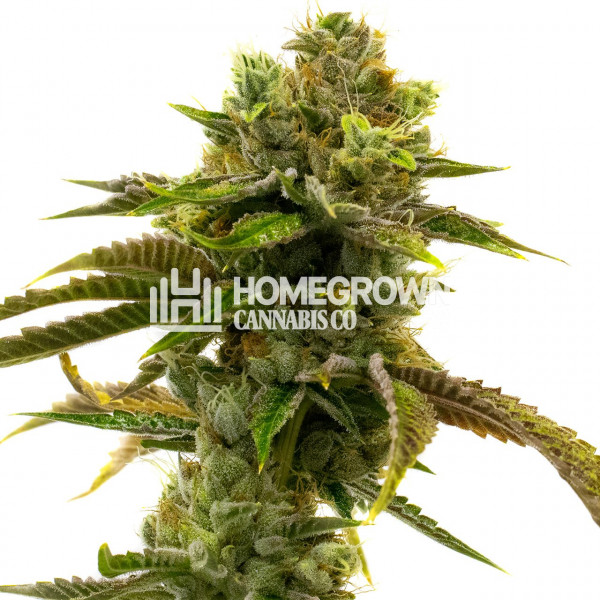 Grapefruit Autoflower Cannabis Seeds Strain info Homegrown Diaries