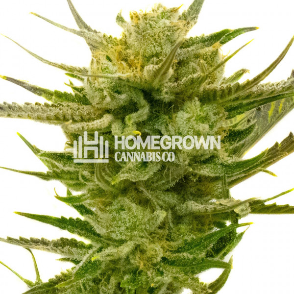 Lemon Autoflower Cannabis Seeds Strain info Homegrown Diaries