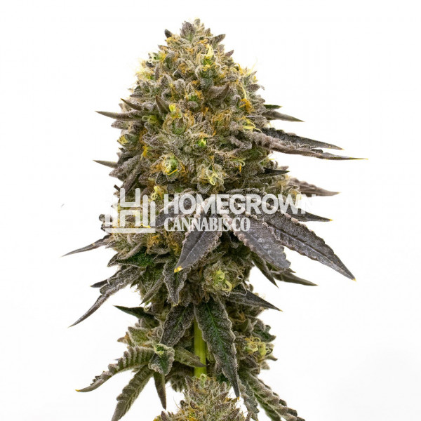 Chocolope Kush Feminized Cannabis Seeds Strain info Homegrown Diaries