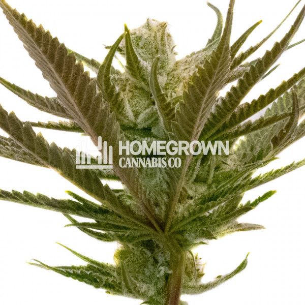 Critical Purple Autoflower Cannabis Seeds - Strain Info | Homegrown Diaries