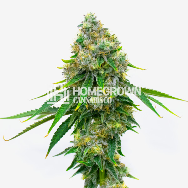 Black Runtz Feminized Cannabis Seeds - Strain Info | Homegrown Diaries