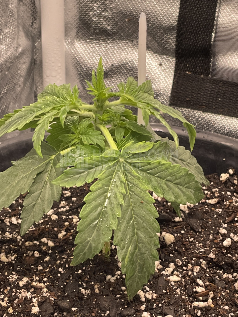 Deelite Autoflower Cannabis Seeds week 4 grow journal by semore914 - C4 ...
