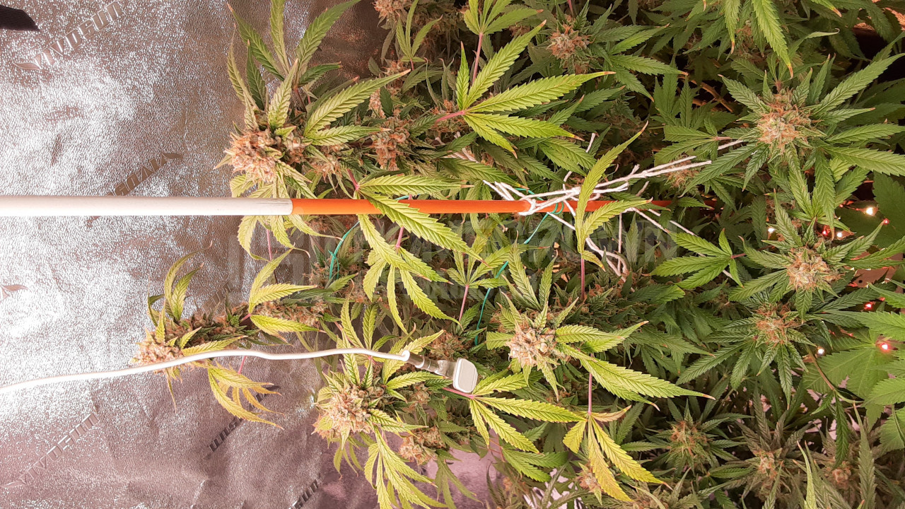Deelite Autoflower Cannabis Seeds week 12 grow journal by chrisbkush ...