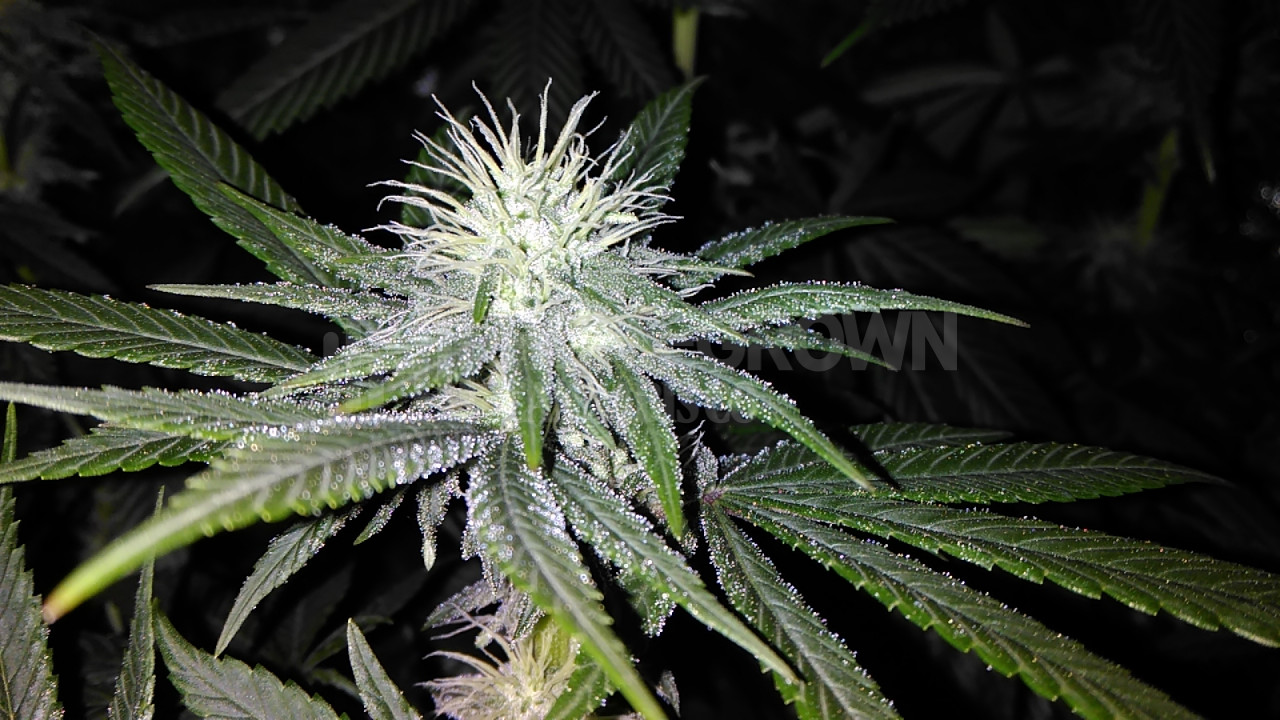 Candy Kush Feminized Cannabis Seeds week 7 grow journal by verschimmelt