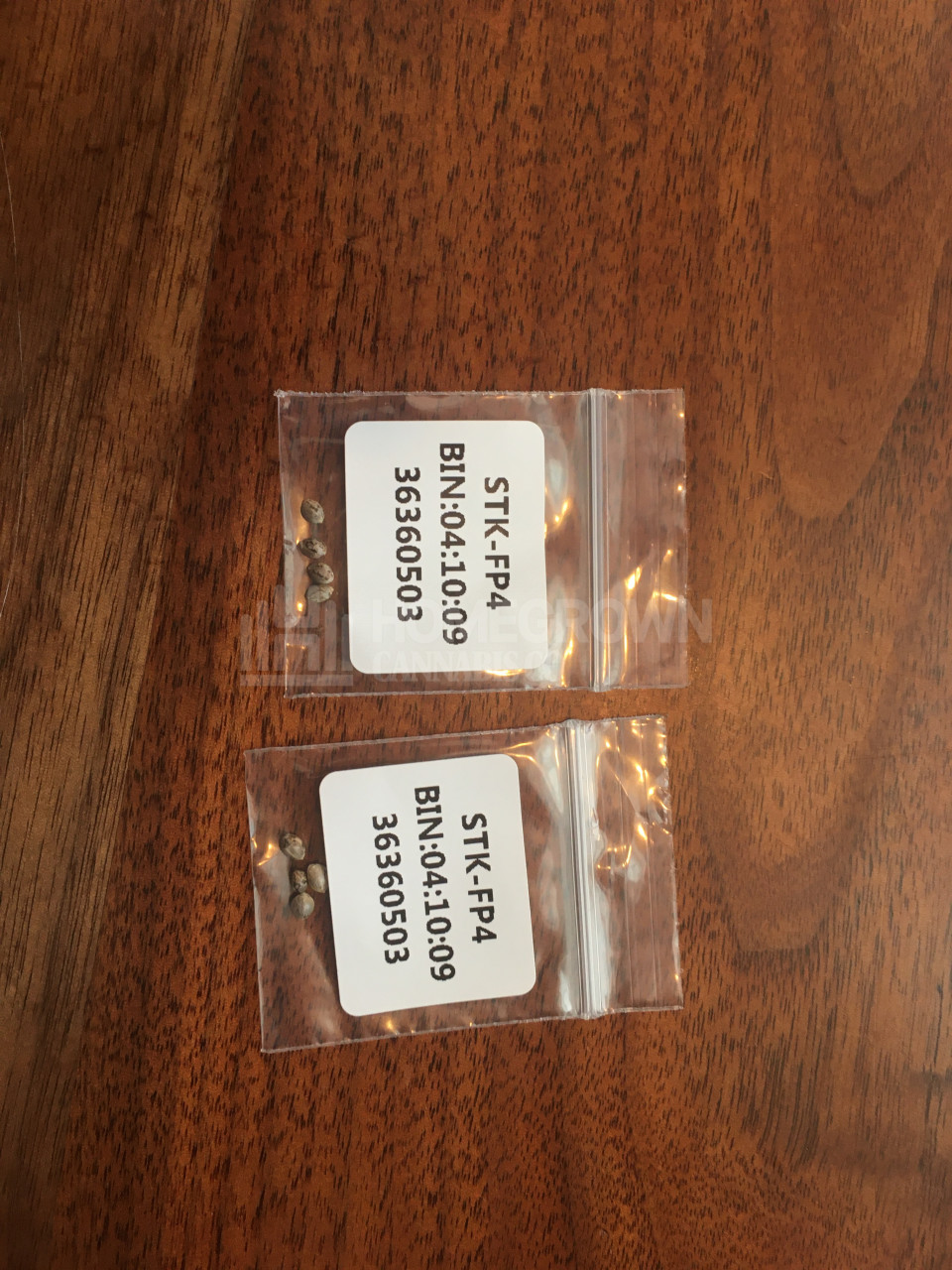 Strawberry Kush Feminized Cannabis Seeds week 1 grow journal by michele