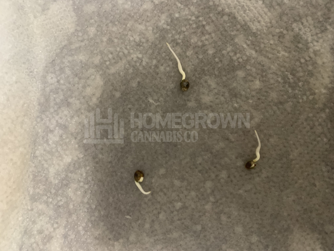 Blue Cheese Autoflower Cannabis Seeds week 1 grow journal by James