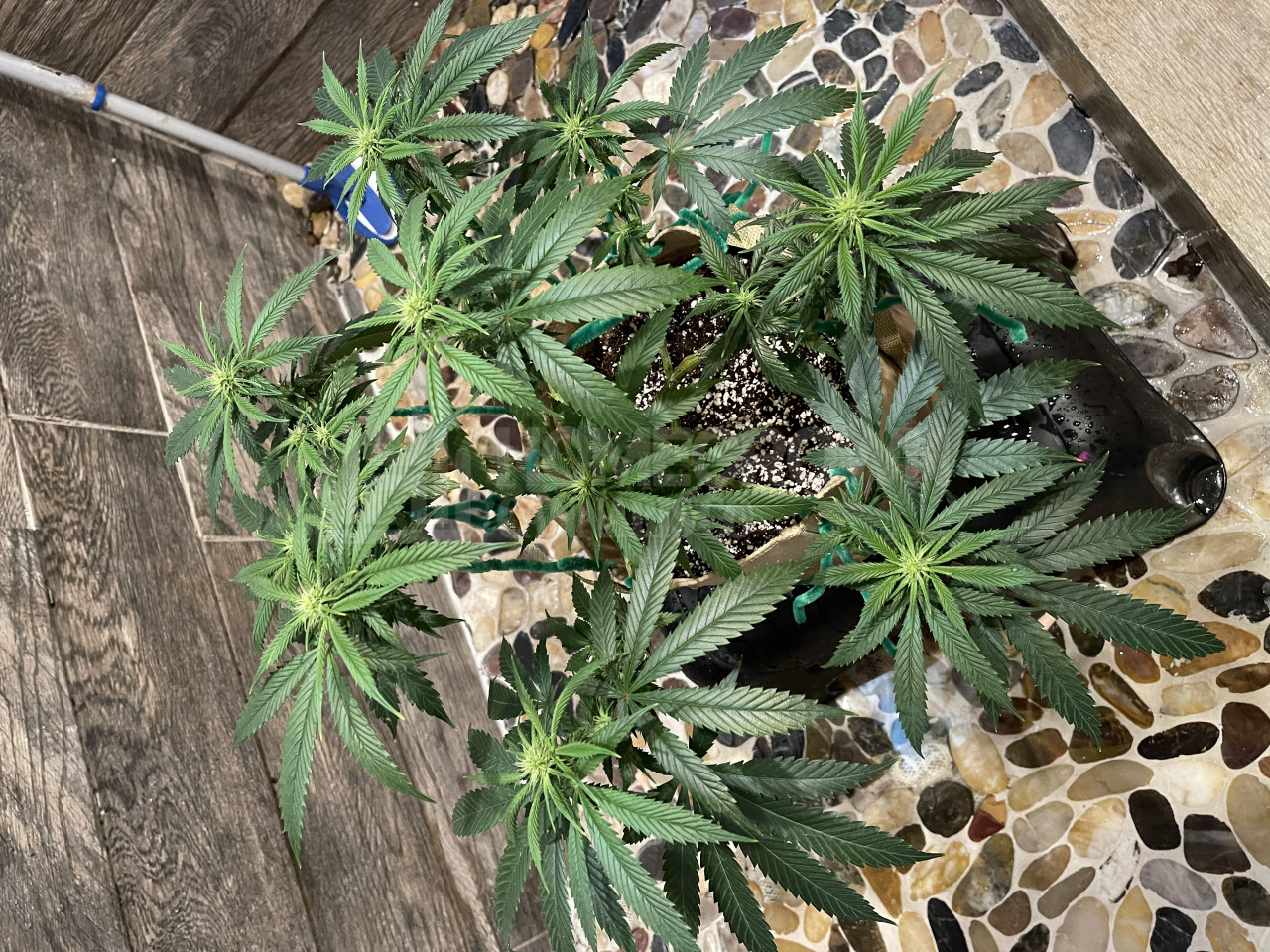 Cake Bomb Feminized Cannabis Seeds week 12 grow journal by