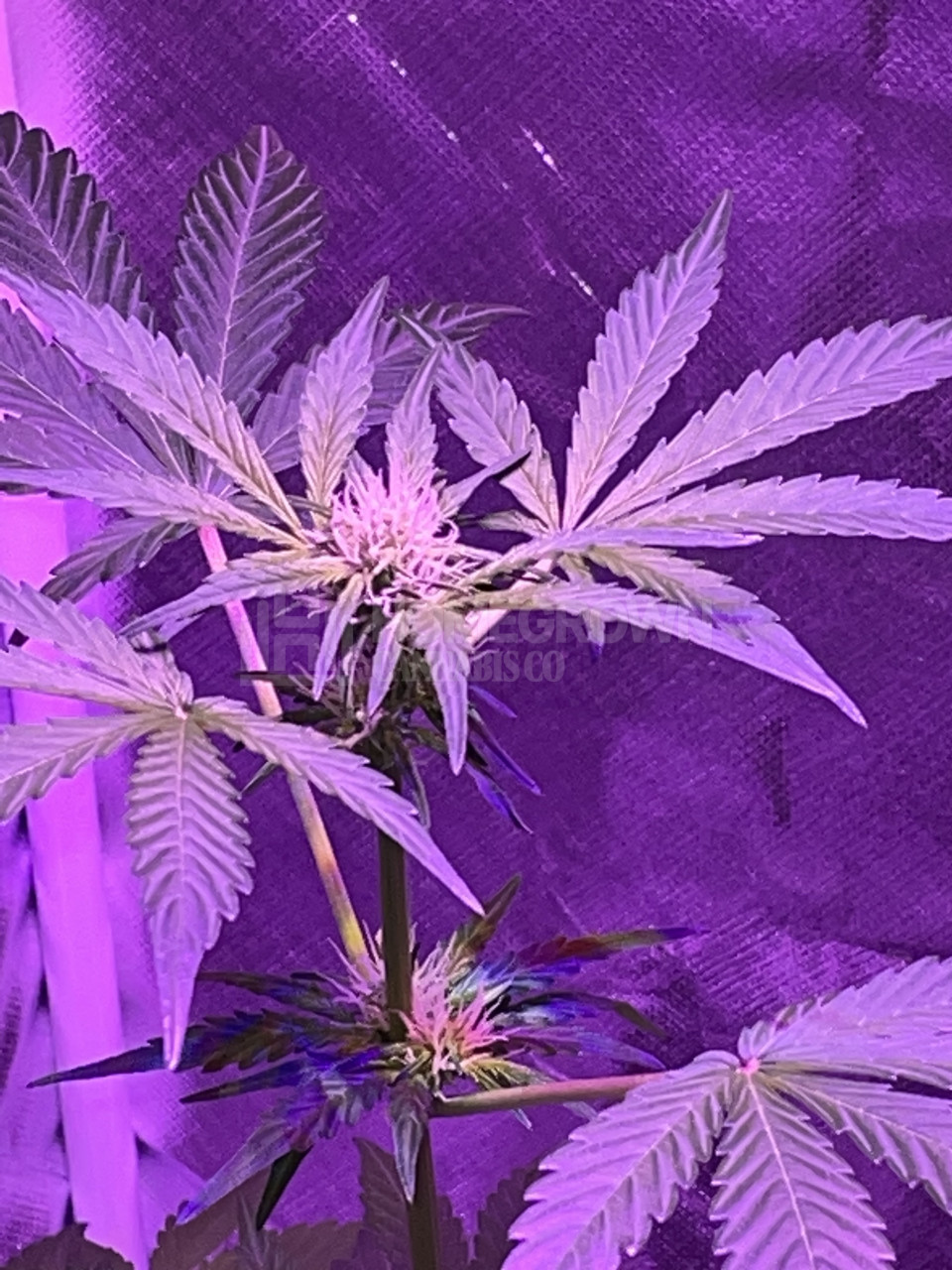 Tangerine Autoflower Cannabis Seeds week 8 grow journal by elbix