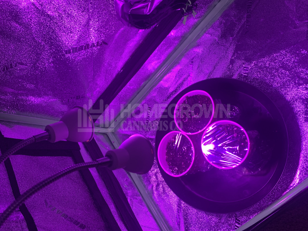 Blue Cheese Autoflower Cannabis Seeds week 1 grow journal by James