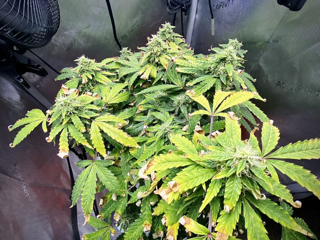 White Widow Autoflower Cannabis Seeds week 14 grow journal by cdcotton