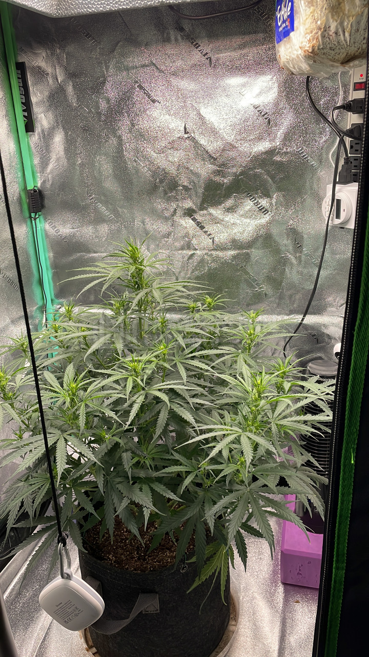 Northern Lights Autoflower Cannabis Seeds week 7 grow journal by rico85