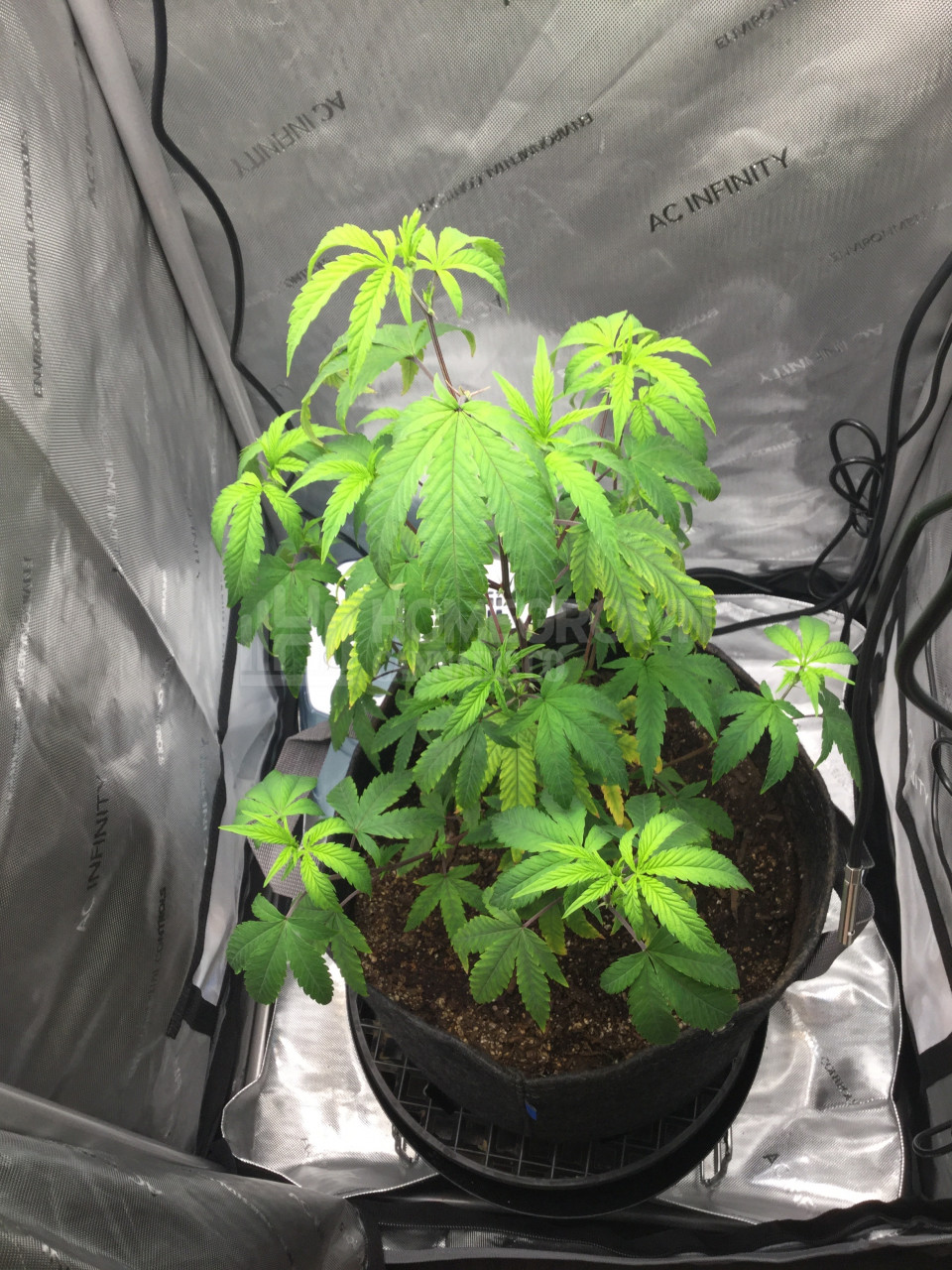 Banana Punch Feminized Cannabis Seeds week 1 grow journal by ren10 First Grow 2022 grow dairy