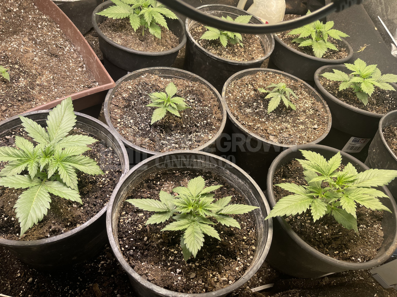 Banana Kush Autoflower Cannabis Seeds week 1 grow journal by timb3443