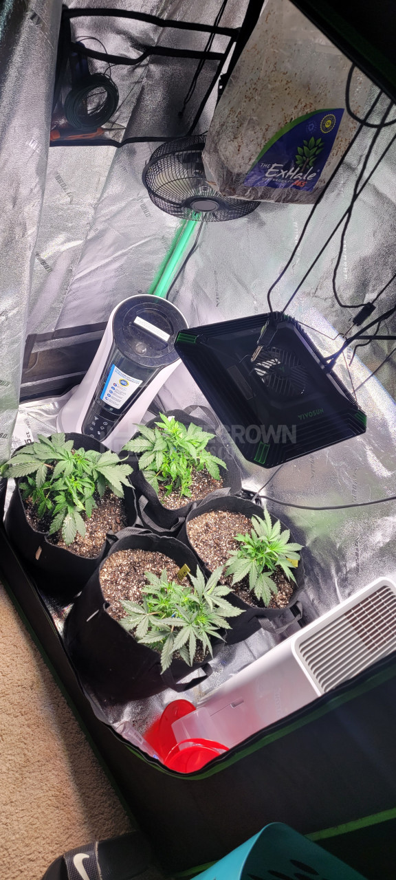 Gorilla Glue #4 Autoflower Cannabis Seeds week 7 grow journal by swazey