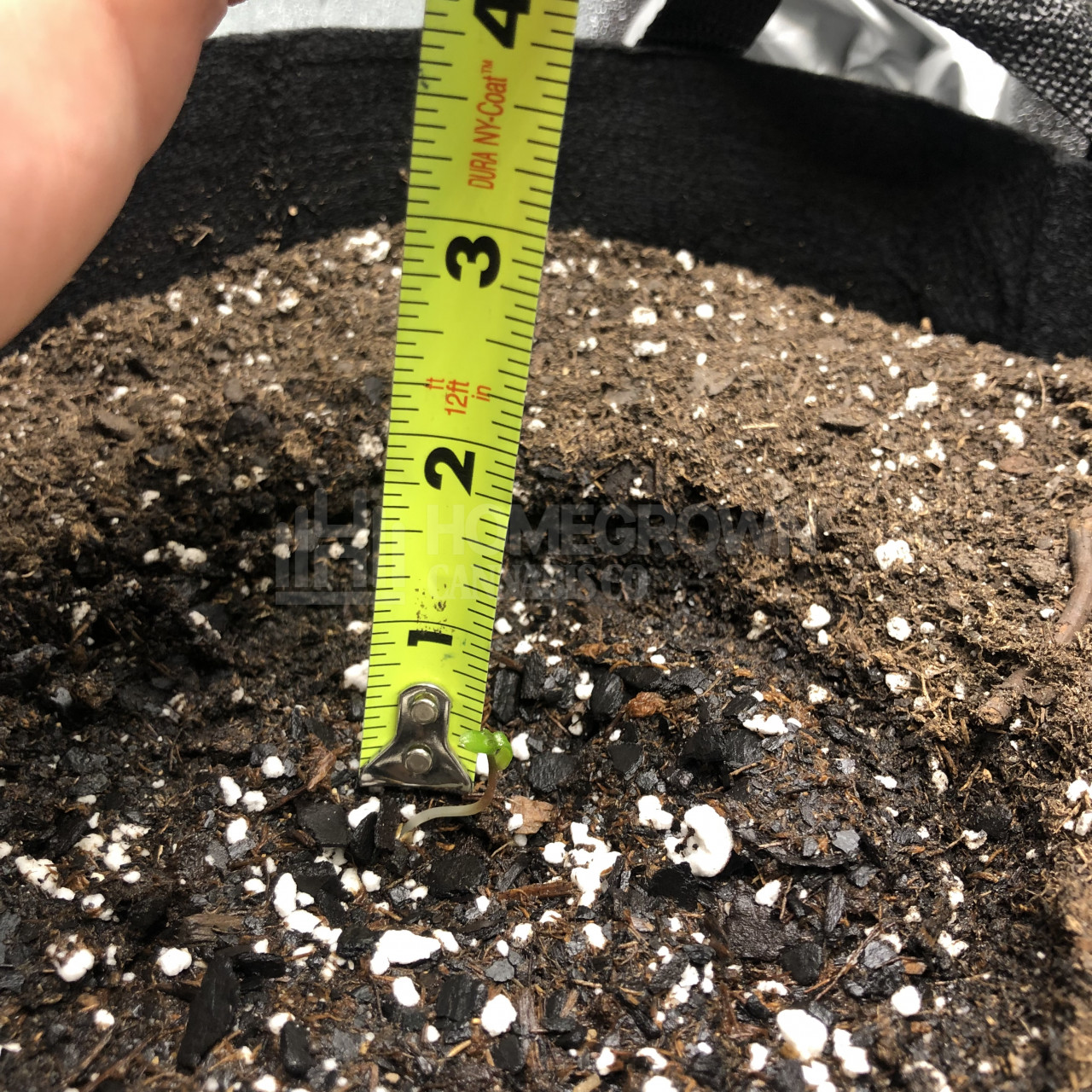 Peanut Butter Breath Feminized Cannabis Seeds week 1 grow journal by