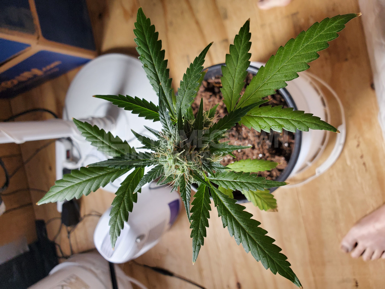 Tangerine Autoflower Cannabis Seeds week 13 grow journal by