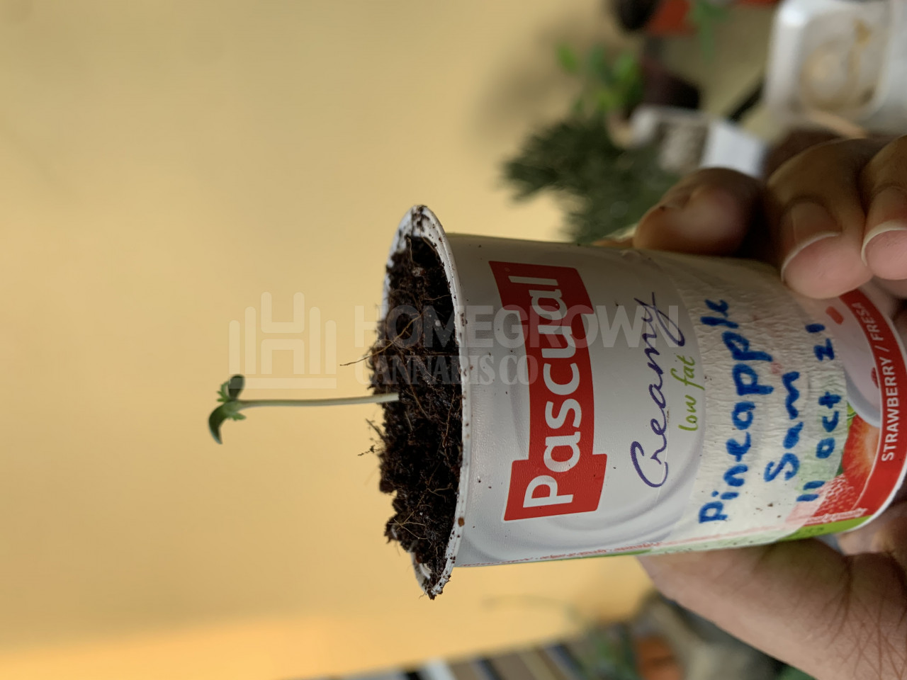 Pineapple Autoflower Cannabis Seeds week 1 grow journal by Larry_s_l_ramdial Pineapple grow dairy