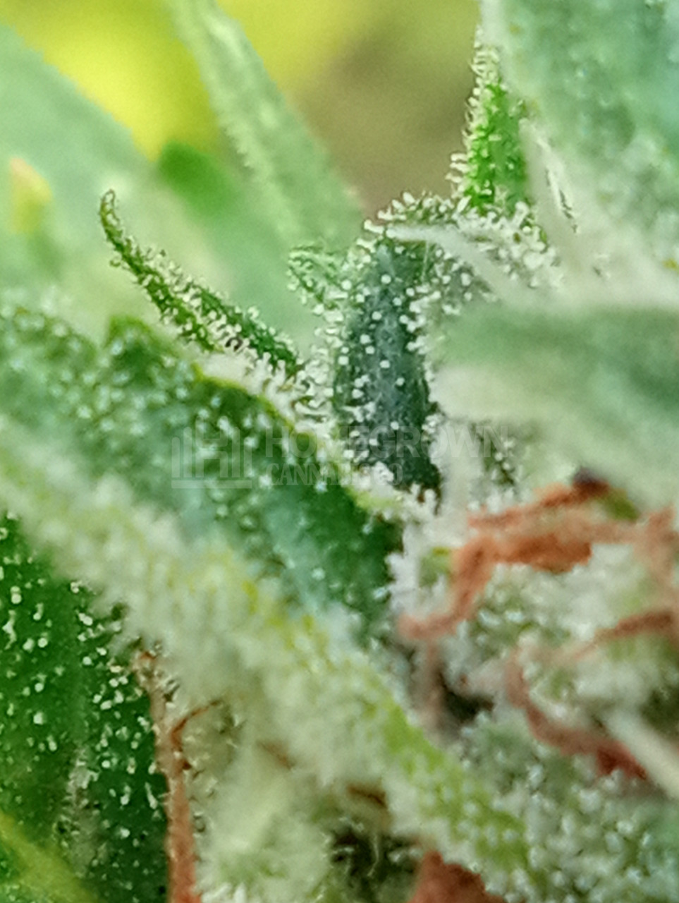 Buy Blue Cheese Seeds Autoflower Homegrown Cannabis Co.