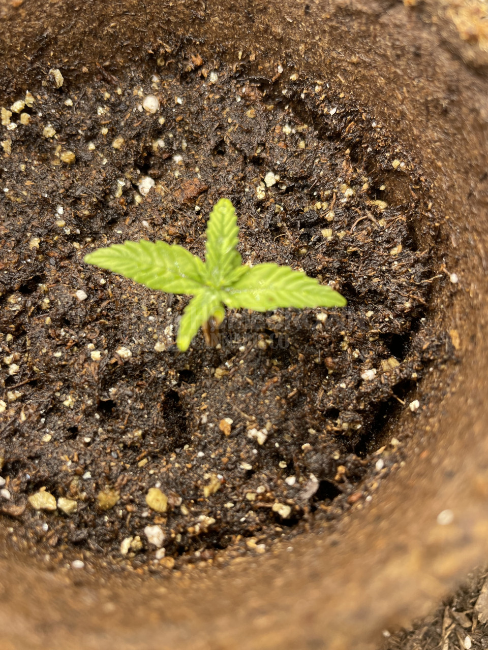 Buy Blue Cheese Seeds Autoflower Homegrown Cannabis Co.