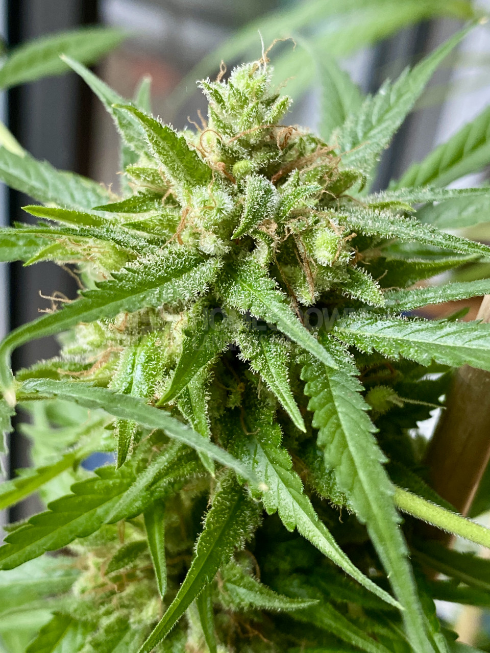 Orange Bud Feminized Cannabis Seeds week 20 grow journal by beebop425