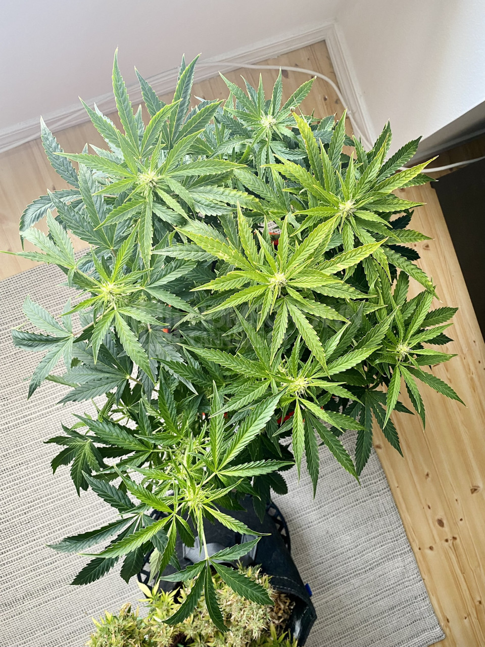 White Widow Autoflower Cannabis Seeds week 10 grow journal by cdcotton